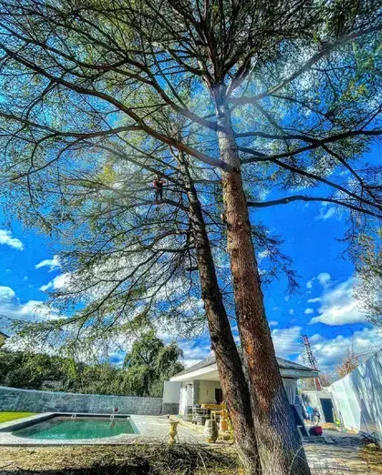 Tala y poda en altura de árboles en Madrid  Talas y podas controladas en altura de Madrid