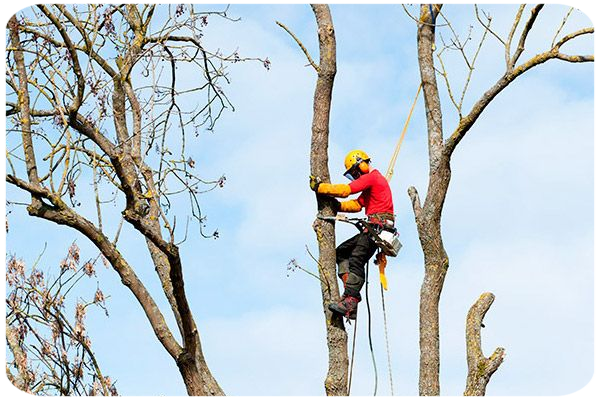 Taladores de árboles