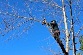 Poda de árboles en altura en Madrid y provincia  Tala y podas de árboles en altura en Comunidad de Madrid