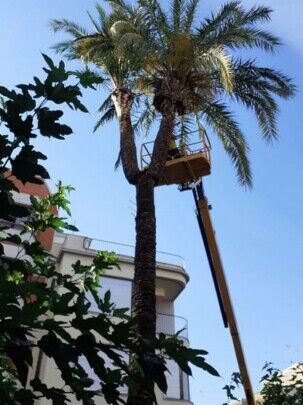 Desbroce de fincas limpieza de parcelas Desbroce de parcelas