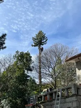 Talas y Podas de altura de árboles en Madrid, Ajalvir