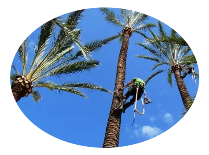 Tala y poda de palmeras en altura